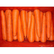 Top Quality for Exporting SGS Fresh Carrot